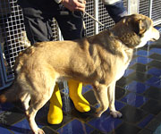 PINOTTO