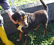 TOBIA