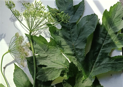 Presta attenzione alla specie erbacea invasiva "Panace di Mantegazza".